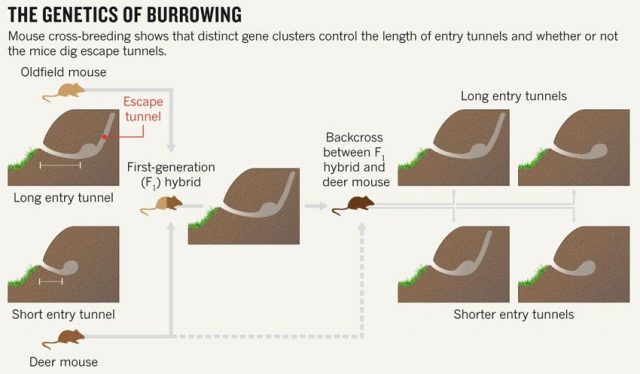 Credit: Nature 493, 284 (17 January 2013) doi:10.1038/493284a