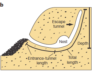 Burrowing2