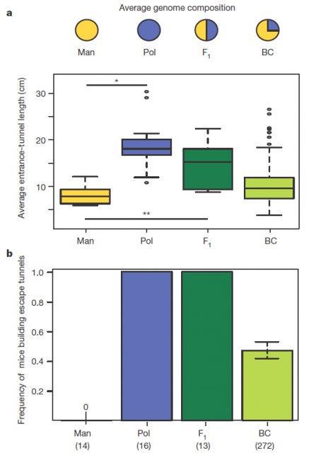 Figure 2. a, Distributions of entrance-tunnel length (average of three trials for each individual tested) of P. maniculatus (Man; yellow), P. polionotus (Pol; blue), F1 hybrids (dark green) and backcross (BC; light green). Pie charts depict average genome composition in each generation. b, The frequency of escape-tunnel construction is shown for the same individuals. | Credit: Weber et al (2013)