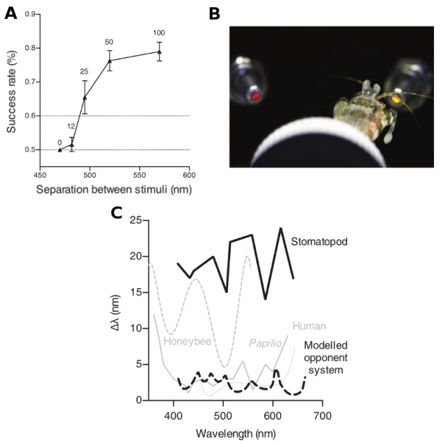 Figure 2. A) Success rate for colour discrimination of animals trained to choose light with a wavelength of 470 nm. If the other light wavelenght is too similar, the mantis shrimp chooses randomly between them (with a success rate of 50%). If they are very different, the success rate is much higher. B) A mantis shrimp choosing between two lightguides during the experiment. C) The results show that the ability to discriminate colour of mantis shrimps (stomatopods) is worse than that of humans and bees. Credit: Thoen et al (2014)