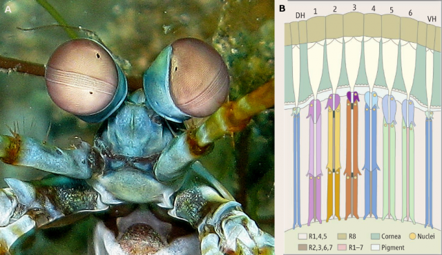 Figure 1. A) Photo of the compound eyes of a mantis shrimp, showing the specialised bands for colour and polarisation vision. Flickr/Stephen Childs (https://secure.flickr.com/photos/steve_childs/2649706170/sizes/o/) B) Section showing one ommatidia of each type. The first four ommatidia contains three different colour channels each (twelve in total), while the fifth and the fourth detect circular and linearly polarised vision. The colours in the picture represent approximately the peak colour sensitivity of each photoreceptor. | Credit: Michael F. Land and Daniel Osorio “Extraordinary Color Vision” Science 343 , 381 (2014); DOI: 10.1126/science.1249614