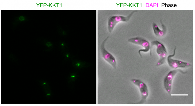 Figure 2. Parasites under the microscope: the kinetoplastid Trypanosome brucei (the causing agent of African trypanosomiasis or sleeping sickness) was chosen to search for putative kinetochore proteins. The green spots correspond to the first novel protein identified: it appeared located near the condensed DNA (labeled in a cute pink color) and kept following it during cell cycle. The smallest pink dot located in the apical end of the parasite corresponds to the kinetoplast. |Credit: Akiyoshi & Gull (2014)