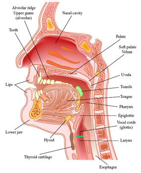 Vocal tract