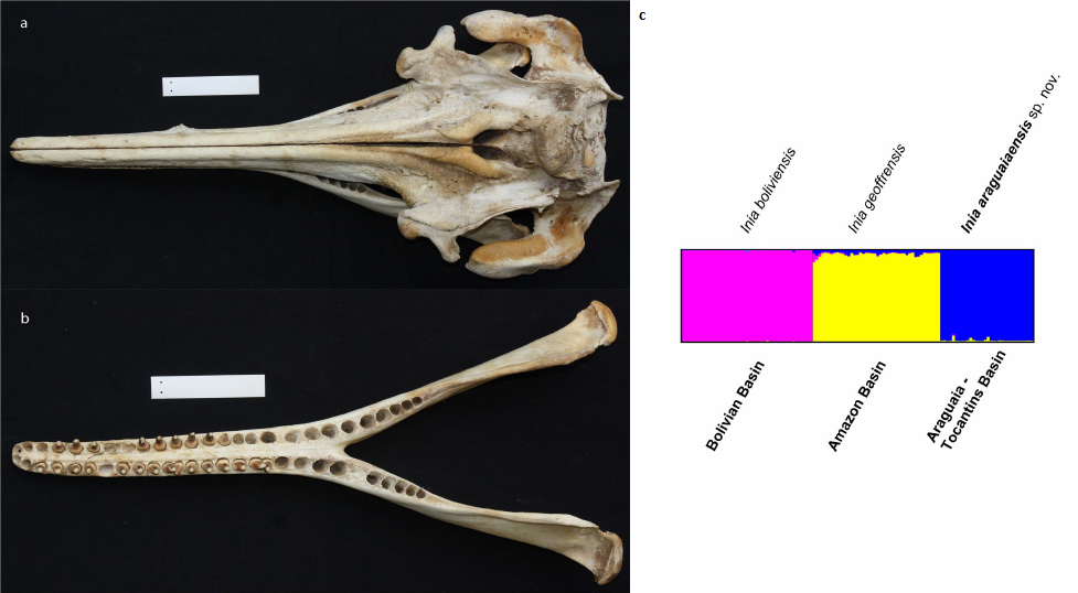 Figure 2. Cranium (a) and mandible (b) of the holotype of Inia araguaiaensis, the newly described river dolphin. Its status as distinct species is supported by different kind of evidence, from morphology to the reproductive isolation reflected on the structure of its microsatellite spectrum (c). | Credit: Hrbeck et al. (2014)