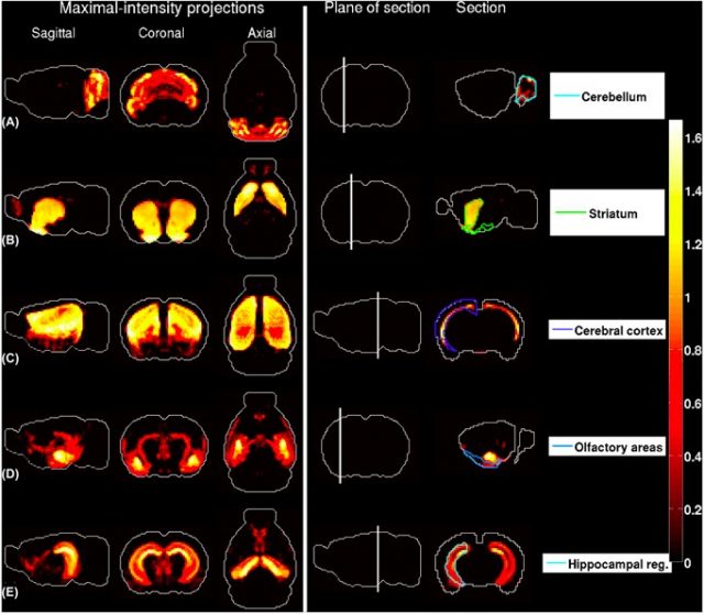 Figure 2. Brain-wide density profiles of cell types estimated by fitting the model. The first three columns are heat maps of maximal-intensity projections of density profiles, and the fifth column consists of sections through the region in the ABA with largest contribution to the density profile. The plane of section is depicted in the fourth column. (A) Granule cells extracted from the cerebellar cortex . (B) Medium spiny neurons extracted from the striatum . (C) Pyramidal neurons extracted from layers 5–6 of cingulate cortex. (D) Pyramidal neurons extracted from the amygdala. (E) Pyramidal neuronsextracted from the hippocampus. | Credit: Grange et al (2014)