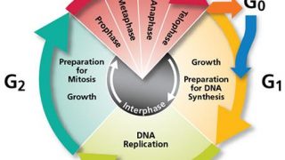 DNA replication: how a job is well done in just a few hours