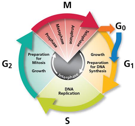 Figure 1. Cell cycle. Interphase comprises G1, S and G2. | Credit: http://www.bdbiosciences.com