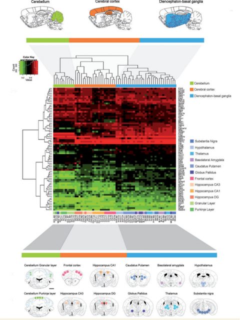 Figure 1. Representation of the the experimental design developed by the authors regarding the brain microdisecction analysis and heatmap clustering of a genome-wide promoter DNA methylation microarray across the 12 brain regions analyzed. Red and green colors indicate high and low levels of DNA methylation, respectively. Credit: Sanchez-Mut et al. (2013)
