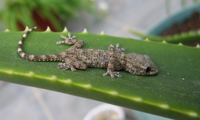 Figure 1. Tarentola Mauritanica, a species of gecko also known as Salamanquesa. | Credit: Wikimedia Commons 