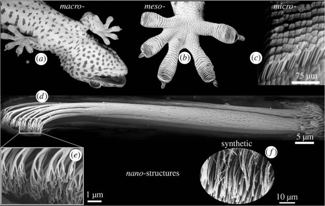 Figure 2. Gecko toe-pads present a hierarchical structure ranging from the mesoscale lamellae to the nanoscale spatulae. | Credit: Autumn K., Gravish N., (2008). Gecko adhesion: evolutionary technology, Philosophical Transactions of the Royal Society A, Vol. 366, pp. 1575-90.