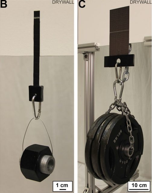 Figure 4. The gecko-like adhesive maintains its adhesive force for different sizes: 340g for a 1cm2 adhesive (left picture) and 34kg for a 100cm2 adhesive (right picture) over a drywall. | Credit: King et al (2014).