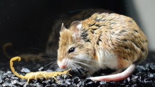 Grasshopper mouse mighty powers against evil bark scorpion: a molecular tale