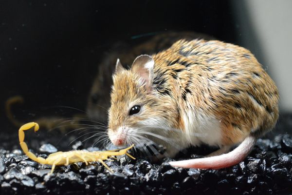 FIGURE 1. A southern grasshopper mouse prepares to attack an Arizona bark scorpion. | Credit: Photograph courtesy Matthew and Ashlee Rowe