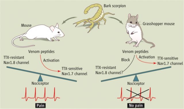FIGURE 2. Pain and gain. The bark scorpion toxin activates Nav1.7 channels in grasshopper mice and lab mice. But in grasshopper mice, the toxin potently inhibits the Nav1.8 channel in the same sensory neurons, tipping the balance to inhibit action potential firing in nociceptors. This evolutionary adaptation allows grasshopper mice to feed on bark scorpions with impunity. In contrast, the lab mouse Nav1.8 channel is not blocked by the toxin and the scorpion sting excites nociceptors, causing intense pain. (Credit: P. Huey/Science)