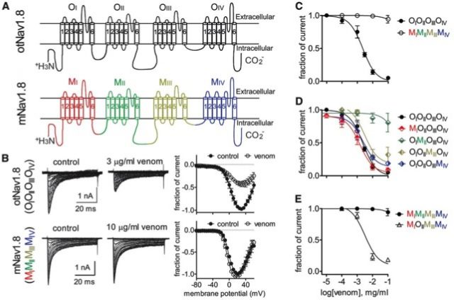 FIGURE 3. Legend: Domain II is the major contributor to the sensitivity of O. torridus Nav1.8 to C. sculpturatus venom. (A) Diagram of sodium channel subunits I-IV Nav1.8 from O. torridus (otNav1.8) and M. musculus (mNav1.8). OI to OIV and MI to MIV represent four different domains of otNav1.8 and mNav1.8, respectively. (B) C. sculpturatus venom inhibited otNav1.8, but not mNav1.8. Cells were pretreated with 500 nM TTX (neurotoxin from pufferfish) to block Nav1.7. (C) Inhibitory curves for C. sculpturatus venom on wild-type otNav1.8 and mNav1.8. (D) Effects of C. sculpturatus venom on four otNav1.8/mNav1.8 chimeras. Each of the four domains in otNav1.8 was replaced by the corresponding domain from mNav1.8. Venom inhibited Na+ current expressed by chimeras where domains I, III, and IV were exchanged. Venom had no effect on the domain II chimera. (E) The reverse replacement of otNav1.8-DII significantly increased the sensitivity of mNav1.8 to C. sculpturatus venom. | Credit: Ashlee H. Rowe et al (2014)