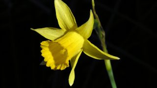 Endemic daffodils and natural heritage