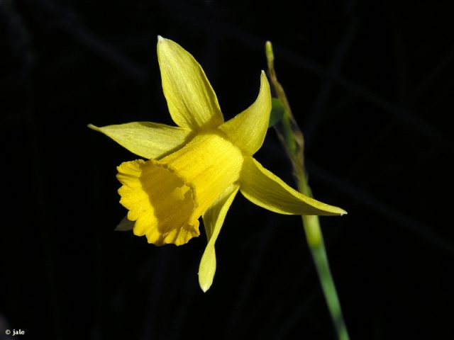 Figure 1. Narcissus nevadensis, an beautiful endemic daffodil from the Baetic Region | Credit: José A. López Espinosa