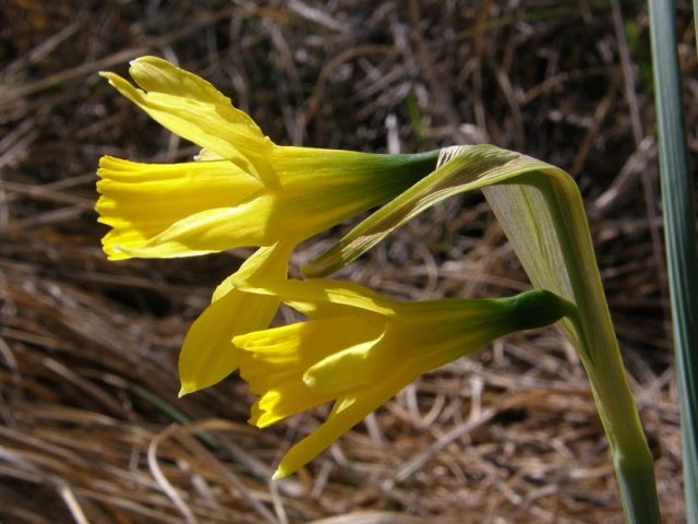 Figure 5. Narcissus nevadensis | Credit: Programa de Conservación de Flora Silvestre Protegida de la Región de Murcia