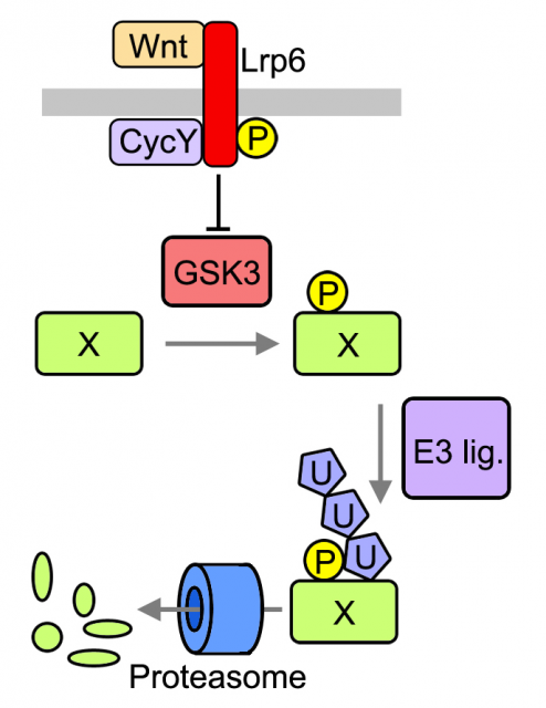 Model proposed in Acebrón et al., 2014. Secreted WNT ligands activate an specific receptor (LRP6) in the target cells and cooperate with mitotic-associated cyclins (i.e. Cyclin Y;CycY) to block GSK3 before mitotic division. This prevents the phosphorylation (p) of target proteins (X) by GSK3. Otherwise these phosphorylated proteins will be recognized by E3 ligases and targeted to proteasomal degradation. As a consequence WNT signaling stabilizes a substantial fraction of the proteome