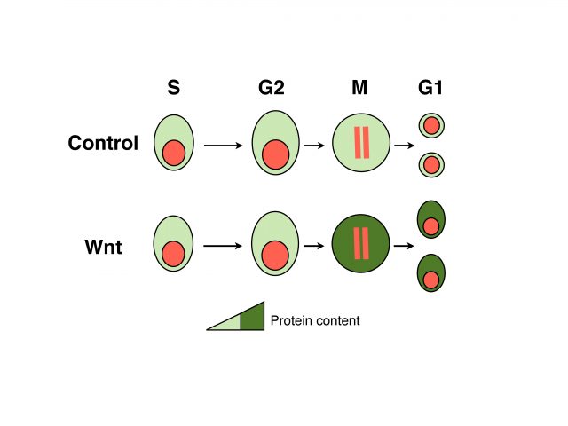 Figure 2. Secreted WNT signaling slows down protein degradation in mitotic cells and thereby their daughters are bigger than control cells. | Credit: Acebrón et al. (2014)