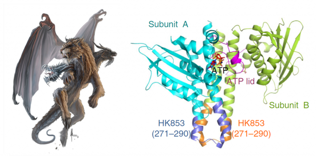 Figure 3. Representation of a mythological chimera, by artist James Krause (left) and of one of the chimeric proteins used in the work by Casino & Marina (right). The identical subunits of the HK EnvZ are coloured in cyan and green, whereas the portion corresponding to the Dhp connector that binds them, coloured in blue, corresponds to the protein HK853. Buried among the subunits, the phosphate in the form of ATP holds the key to understand the autophosphorylation reaction | Credit: James Krause / Casino & Marina (2014).