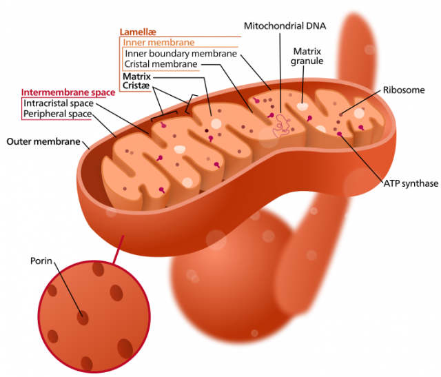 fig1