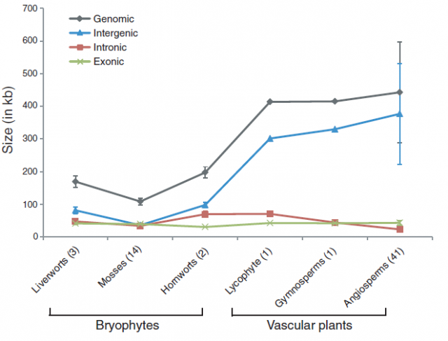 Figure 2. Comparison of the mitochondrial genome size of different plant lineages. Mosses have the smallest genome sizes and the lowest content of intergenic spacers (the DNA between contiguous genes). | Credit: Liu et al. (2014)