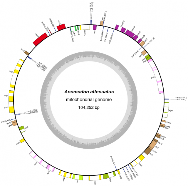 Fig 3. Map of the mitochondrial genome of the moss Anomodon attenuatus. As far as we know, the gene order shown here has been conserved in mosses along 350 million years. | Credit: map created with OGDraw using GenBank accession NC_021931