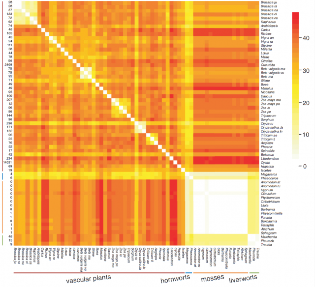 Figure 4. Heatmap showing a pairwise comparison of genomic rearrangements in the mitochondrial genomes of land plants. Clearer areas can be found when taxa from the same genus, resulting from very early divergencies, are compared (e.g., Zea, Oryza, Brassica). The complete absence of genomic rearrangements among all the sequenced mosses, however, supports a long-term genomic stasis that had not been reported before across a whole plant division. | Credit: Liu et al. (2014)