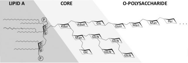 Proposed structure of the Brucella LPS: lipid A, core and O-polysaccharide | Credit: Soler-Llorens et al (2014)