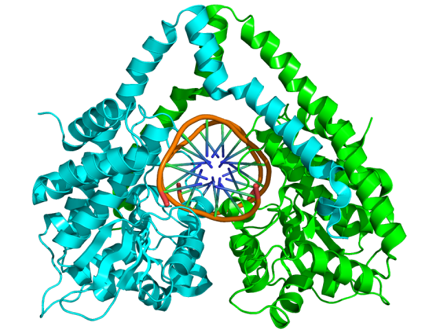 Figure 3. DNA restriction enzyme HindIII from Haemophilus influenzaeattached to its DNA target sequence. Here the crystallographic structure of the HindIII dimer (cyan and green) complexed with double helical DNA (brown). It cleaves the palindromic DNA sequence AAGCTT. | Credit: Wikimedia Commons