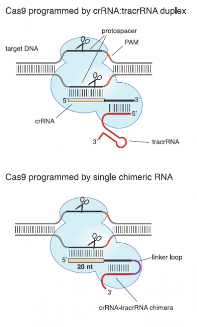 Figure 4. In upper panel, type II CRISPR system where Cas9 is guided by a two-RNA structure to cleave a target sequence in double strand DNA. In bottom panel, chimeric RNA generated by fusing with a linker two modified components of the native two-RNA structure where the 20 nts in 5´ can be altered to change the target gene. | Credit: Jinek et al (2012)
