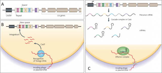 Figure 2. A) Structure of CRISPRs loci: Leader sequence (black box) is AT-rich but not conserved. Downstream the leader, several (two to a few hundred) repeats (white boxes) of 23 to 50 nucleotides can be found. Non-repetitive spacers (coloured boxes) sharing sequence identity with fragments of plasmids and bacteriophage genomes. A set of CRISPR-associated (cas) genes precedes or follows the repeats. B) Acquisition of new repeat-spacer units. C) Interference process | Credit: Marraffini, L. a & Sontheimer, E. J. (2010) CRISPR interference: RNA-directed adaptive immunity in bacteria and archaea. Nat. Rev. Genet. 11, 181–90 