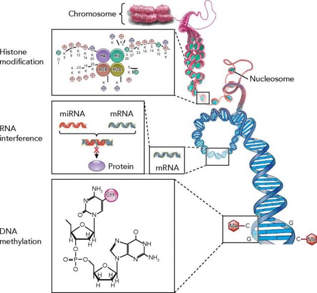 Figure 1. Major epigenetic mechanisms controlling gene expression. | Credit: Beyond the genome: epigenetic mechanisms in lung remodeling. Hagood JS. Physiology (Bethesda). 2014 May; 29(3):177-85. doi: 10.1152/physiol.00048.2013. PMID: 24789982