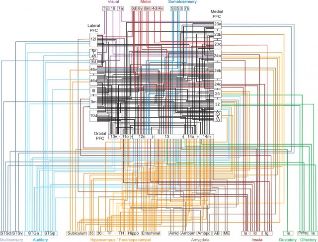 Figure 1 Connectivity map of a single brain area, the frontal cortex, showing interconnections of frontal reward and decision-making networks with sensory, limbic, and motor systems | Credit: Averbeck (2008).