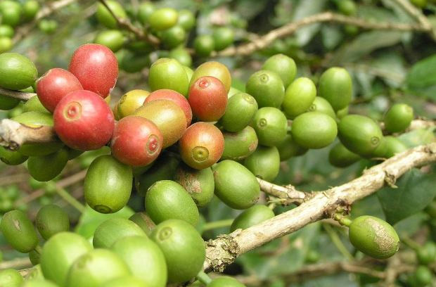 coffee beans