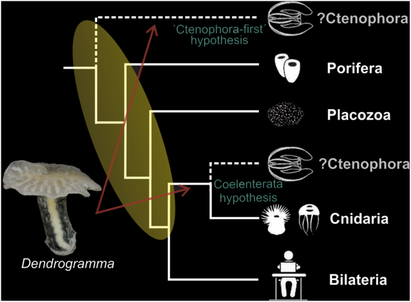 Figure 3. Two of the possible positions of Dendrogramma in the phylogeny of animals. Its position in the Tree of Life may be helpful to learn more about the evolution of the early animal lineages. | Credit: Just et al. 2014