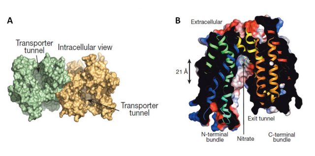 Figure 2. Crystal structure of NRT1.1 A) View of NRT1.1 dimer by Sun et al. (2014), and B) section of the transporter structure showing the nitrate bindin site by Parker and Newstead (2014).