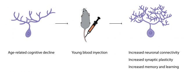 Villeda et al.show that young mice blood contains factors that reverse some features of age-related cognitive impairment in old mice. | Credit: Adapted from Paul SM and Reddy K. Nat Med. 20:582-3.
