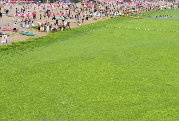 Figure 1. Extreme algae bloom covered 500 squared kilometers in the Yellow Sea of China in 2013 caused by eutrophication related to excessive fertilization. | Credit: Reuters