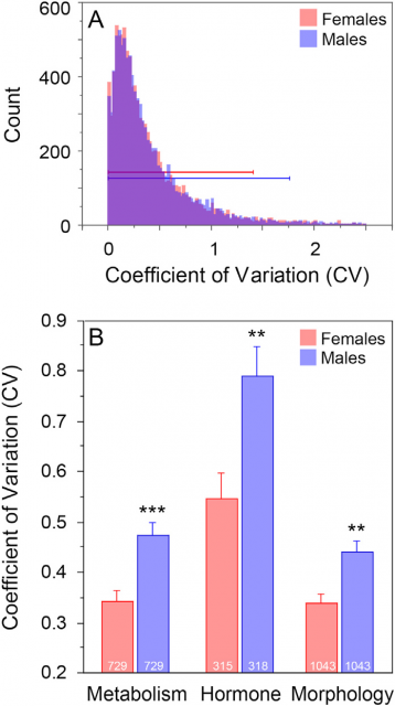 Figure 2. A) Mean trait variability is no greater in female than male mice. Coefficients of variation (CV; S.D./mean) for phenotypic traits (n = 9932) of male (blue) and female (red) wild-type mice reported in 293 peer-reviewed articles published between 2009 and 2012. Purple shading indicates overlapping areas of the blue and red histograms. Horizontal brackets encompass 95% of the data points for each sex. B) Mean + S.E.M. CV values for trait categories in which male CVssignificantly exceeded those of females. **P < 0.005, ***P < 0.001 vs. female value | Credit: Prendergast et al (2014).