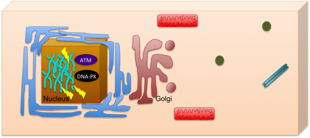 Figure 1. Is DNA damage only affecting the nucleus? Nucleus is represented as a squared box and that DNA damage (lightning) is retained within the organelle. ATM and DNA-PK are two key proteins involved in the DNA damage response. Other organelles including endoplasmatic reticulum (blue), Golgi (dark red), mitochondria (red), lysosomes (green) and centrosomes (rod-like structutres) are also represented.