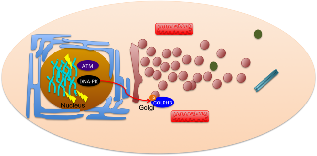 DNA damage response reach out of the nucleus. Similar to the scheme on Fig1 but here nucleus is represented as a circle and DNA damage (lightning) is no longer retained within this organelle. ATM and DNA-PK two key proteins involved in the DNA damage response are also shown. Phosphorylation of GOLPH3 by DNA-PK is also represented. In contrast to Fig1 Golgi (dark red) is represented here dispersed in response to DNA damage. Other organelles including endoplasmatic reticulum (blue), mitochondria (red), lysosomes (green) and centrosomes (rod-like structutres) are also depicted.