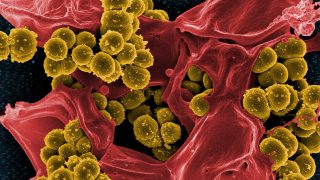 At the edge of the cliff: no new antibiotics for multidrug-resistant bacteria