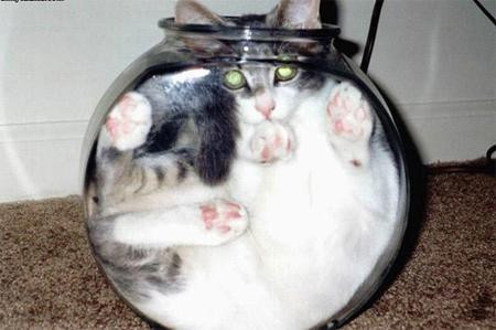 Why curiosity did kill the cat? Kitten in a fishbowl | | Credit: wwm.gatitosgraciosos.com