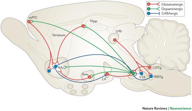 Diagram of the hippocampus-Accumbens-VTA loop (including other functionally interconnected regions) in the mouse brain. The hippocampus sends an excitatory (glutamate) projection to the Accumbens. The latter sends an inhibitory (GABA) projection to a region that in turns inhibits the VTA, thus releasing a blocker of VTA activity. As a result, the projection from the VTA releases dopamine in the hippocampus | Credit: Russo & Nestler (2013).