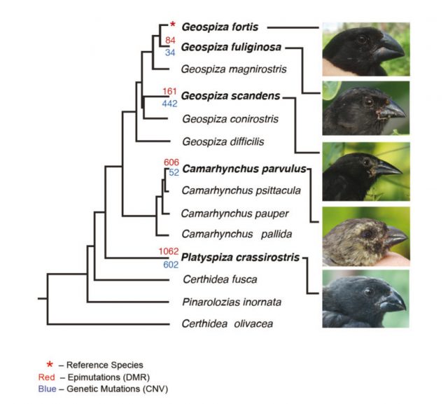 Figure 2. More than one hundred years after Darwin’s diaries, the same finches species are analyzed by Skinner and collaborators. The phylogenetic tree represents the evolutionary distances between each species and the others, assuming the upper one (Geospiza fortis) as the reference species. The number of epigenetic differences (red numbers) increases as the evolutionary distance grows, in a higher proportion than do the differences in genetic treats (blue numbers). A curious exception appears in G. scandens, in which the number of differences on genetic treats largely exceeds the epigenetic ones (see Ref. 1 for details).