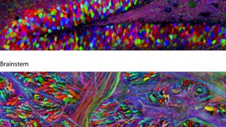 The use of natural fluorescent proteins for studying life