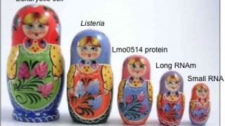 RNAs, proteins, Listeria and cells: the microbial version of the Russian doll game