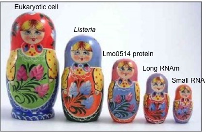 Figure 1. The microbial version of the Russian doll game